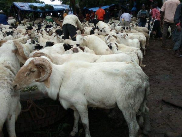 Fête des moutons : Les prix restent inabordables