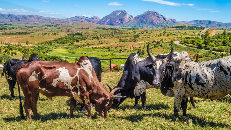 Monde rural : Des lois pour régir les relations agropastorales