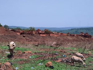 Mines-agriculture-élevage-pêche : À Boké, la difficile cohabitation