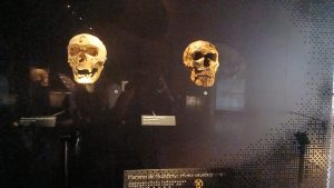 Crâne de Bokar Biro Barry : Face-à-face manqué au Musée de l’Homme de Paris